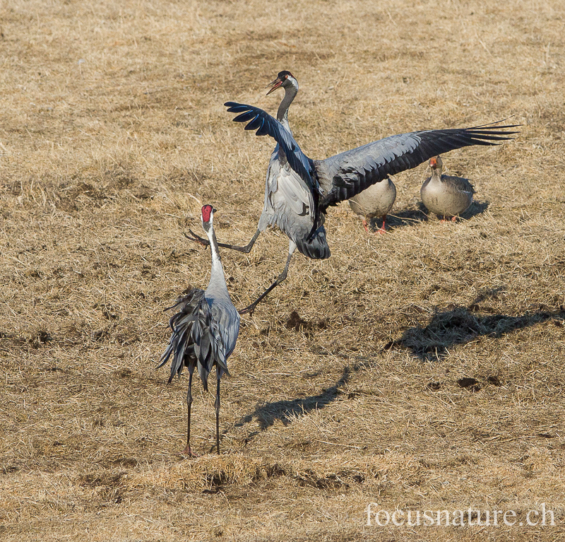 Grue 5622.jpg - Grue cendrée, Grus Grus, Common Crane - Parade au Hornborgasjon (Suède) Avril 2013